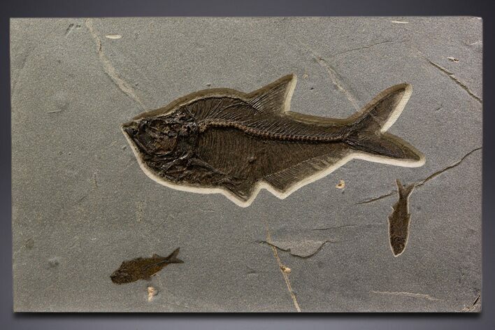 Natural Fossil Fish Mural From Bottom Cap Layer - Wyoming #342452